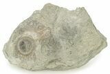 Fossil Edrioasteroid (Isorophus) on Brachiopod - Ohio #277606-1